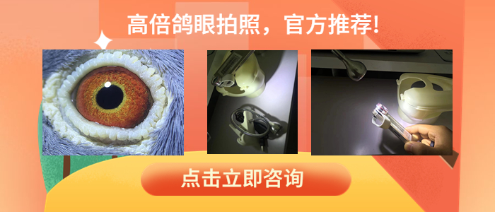 点击立即咨询